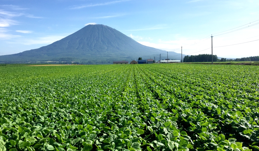 位於北海道俱知安的紅豆田