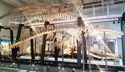 北海道足寄動物化石博物館