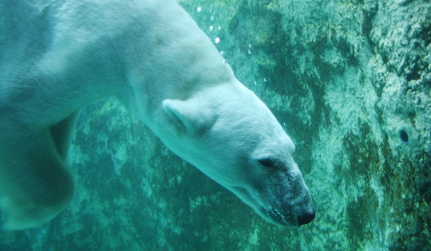 搭乘「北海道Resort Liner」的觀光巴士到北海道旭山動物園欣賞帥氣的北極熊
