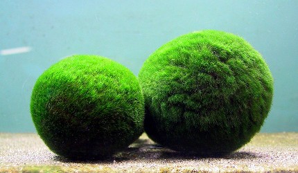 北海道釧路「阿寒湖」知名海底植物「毬藻」(まりも)