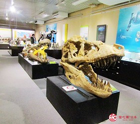 札幌自由行冬天必去景点「北海道大学」综合博物馆的恐龙化石