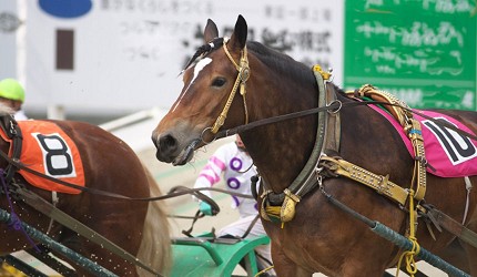 北海道带广挽曳赛马