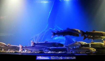 北海道道東「北見市」人氣景點北之大地水族館水槽魚群