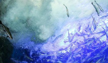 北海道道東「北見市」人氣景點北之大地水族館水槽