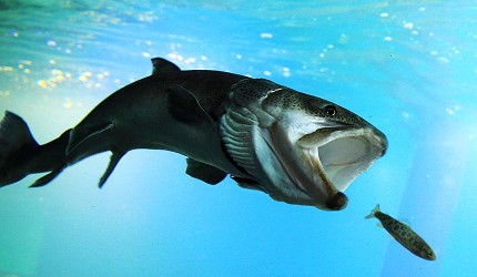 北海道道東「北見市」人氣景點北之大地水族館