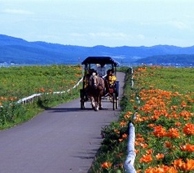 北海道道東「北見市」人氣景點WAKKA 原生花園