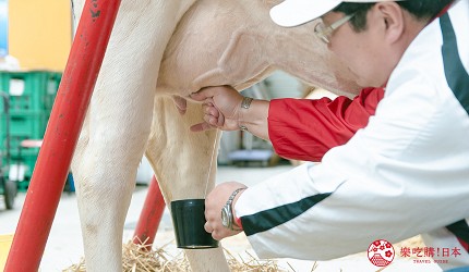 北海道道东四天三夜推荐行程的「渡边体验牧场」体验挤牛奶