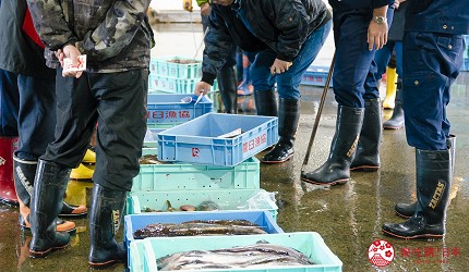 北海道道东四天三夜推荐行程的「罗臼渔市」竞标