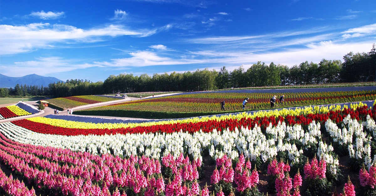 明年夏天我要去北海道 北海道夏日花田絕景七選 樂吃購 日本